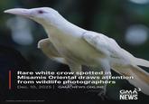 Rare white crow spotted in Misamis Oriental draws attention from wildlife photographers Dec. 10, 2025 | GMA NEWS ONLINE GMAY INTEGRATED COURTESY: JUN REY YAP VIA 'KUYA KIM, ANO NA? NEWS