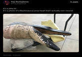 Trey the Explainer @Trey_Explainer It's a joke lol X.com It's a photo of a Basilosaurus prop head that I actually own now lol 10:01 AM 11/22/22