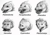 Palatodonta Paraplacodus Placodus Henodus Cyamodus Placochelys