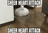 SHEER HEART ATTACK SHEER HEART ATTACK