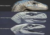 Velociraptor Atrociraptor Pyroraptor