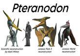 Pteranodon Scientific reconstruction by Mark Witton Jurassic Park 3 reconstruction Jurassic World reconstruction