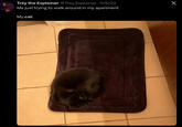 Trey the Explainer @Trey_Explainer · 11/6/22 Me just trying to walk around in my apartment My cat: X