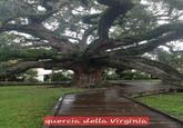 quercia della Virginia