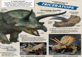A LONG HISTORY Triceratops was first described in 1889. In the past 136 years our understanding of this animal has shifted a lot and some aspects of older Triceratops reconstructions live on in pop cultural depictions of this genus resorbed epoccipital spikes PALEONTOLOGY IN POP CULTURE TRICERATOPS Triceratops horridus recurved brow horns the type species Triceratops prorsus ▲ (ABOVE) The skull of a young Triceratops, as hatchlings these animals had small frills, very small horns and large eyes beak five toes, three nails ▼(BELOW) Although baby Triceratops are often shown as miniature versions of adult animals, their skulls (see drawing to the left) show that they had very different proportions when they were young. longer nasal horn shorter brow horns deeper skull ▲ (ABOVE) A second Triceratops species, T. prorsus ▼(BELOW) In many movies, models and toys, Triceratops is shown with an overly large frill, prominent epoccipital horns and elephant-like feet with 4-5 nails instead of 3. BABY TRICERATOPS ANIMATRONIC TRICERATOPS ADULT ANIMATRONIC