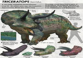 TRICERATOPS horridus A very large ceratopsian horned dinosaur Lived 68 - 66 million years ago, late Cretaceous Approximately 28 feet (8.5 meters) long epiparietals Triceratops would have lived in parts of South Dakota, North Dakota, Montana. It lived alongside other large dinosaurs like T. rex, Edmontosaurus and Ankylosaurus bulky brow horns torso bony frill HABITAT hind limbs forests, floodplains (BELOW) ceratopsian dinosaurs of the Hell Creek formation 3 nails on manus Torosaurus latus Leptoceratops gracilis -Triceratops horridus (ABOVE) skulls of young Triceratops look very differernt from those of adults Triceratops prorsus