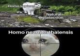 H--- sapiens Natural Selection H--- neanderthalensis