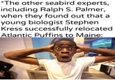 *The other seabird experts, including Ralph S. Palmer, when they found out that a young biologist Stephen Kress successfully relocated. Atlantic Puffins to Maine: QyRnGnterpartesar NO