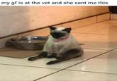 my gf is at the vet and she sent me this