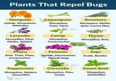 Plants That Repel Bugs TINY GARD Marigolds Aphids, Mosquitoes, Whiteflies Lemongrass GARDEN HABIT Mosquitos, Ticks, Fleas TINY GARDEN HABIT Rosemary Mosquitos, Moths Ants, Carrot Flies Thyme TINY GARDEN Mosquitos, Ants Lavender Houseflies, Fleas Moths, Spiders Catnip Mosquitos, Cockroaches TINY GARDEN HABIT Mums Ants, Ticks, Fleas, Cockroaches Petunias Aphids, Hornworms, GARDEN Squash bugs Sage Snails, Beetles Peppermint Mosquitos, Spiders, Houseflies TINY GARDEN HABIT Citronella TINY GARDEN HABIT Mosquitos, Flies, Gnats Sweet Basil Mosquitos, RDEN Houseflies