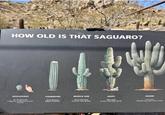 HOW OLD IS THAT SAGUARO? ADOLESCENT At 10 years old a Saguaro is the size of your thumb YOUNGSTER 30 to 60 years Begins to flower MIDDLE AGE 60 to 100 years First arm may appear ADULT 100+ years Lower trunk loses spines SENIOR 175+ years Woody bark takes over at base