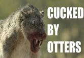 CUCKED BY OTTERS