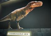 TYRANNOSAURUS REX