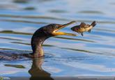 NATIONAL GEOGRAPHIC Photograph by Gary Zeng | 2017 National Geographic Nature Photographer of the Year Copyright Gary Zeng. All rights reserved.