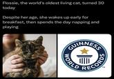 Flossie, the world's oldest living cat, turned 30 today Despite her age, she wakes up early for breakfast, then spends the day napping and playing GUINNESS WORLD TM