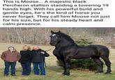 This is Moose... A majestic black Percheron stallion standing a towering 19 hands high. With his powerful build and gentle eyes, he's the kind of horse you never forget. They call him Moose not just for his size, but for his steady heart and calm presence.
