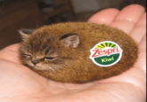 Zespri Kiwi