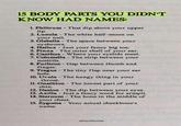 15 BODY PARTS YOU DIDN'T KNOW HAD NAMES: 1. Philtrum - That dip above your upper lip. - 2. Lunula The white half-moon on your nail. 3. Glabella - The space between your eyebrows. 4. Hallux - Just your fancy big toe. 5. Pinna - The outer shell of your ear. 6. Canthus - Where your eyelids meet. 7. Columella - The strip between your nostrils. - 8. Purlicue Gap between thumb and finger. 9. Tragus The tiny flap near your ear hole. 10. Uvula - The hangy thing in your throat. 11. Gnathion - The lowest part of your chin. 12. Nasion - The dip between your eyes. 13. Axilla - Just a fancy word for armpit. 14. Sternum The bone in the middle of your chest. - 15. Zygoma - Your actual cheekbone's name. @bayofsuccess