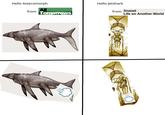 Hello Asteromorph from All The Myriad Species and Mixed Fortunes of Man Tomorrows Hello Jetshark from Snaiad Life on Another World