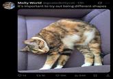 Molly World @goatedkittycat. 13h It's important to try out being different shapes 14 271K 16K ili 94K Σ 600
