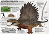 DIMETRODON grandis A large carnivorous sail-backed synapsid Lived 280 million years ago, Permian period Fossils found in Texas and Oklahoma HABITAT (BELOW) Different Dimetrodon species came in many sizes. D. teutonis measured less than a meter in length, the largest species were nearly 5 meters long. tall sail (RIGHT) The sail of Dimetrodon was supported by bony extensions formed from the neural processes of its vertebrae spines extend past sail open wetlands SIZE short snout nares ~13 feet (4 m) (RIGHT) Dimetrodon had a well-built skull developed for a shearing bite. mandible Dimetrodon skull extended neural spine vertebral centrum thin tail (LEFT) Dimetrodon means "two measures of teeth". Like many later synapsids, it had specialized teeth for different functions. (LEFT) Dimetrodon's limb posture remains somewhat enigmatic. It seems to have been somewhat able to hold itself up off the ground in a high walk front legs hind legs