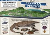 298.9-251.9 million years ago GIANT RIVER DELTAS During the early Permian period, the Midwest was covered in open wetlands left behind after the collapse of the Carboniferous forests. Later on, the world grew increasingly dry, eventually becoming part of a large desert. THE MIDWEST DURING THE PERMIAN PERIOD river delta receding seas fragmentary forests PERMIAN ROCKS found in the Midwest SHALE formed from compressed mud (BELOW) Tetrapods came in a lot of different shapes and sizes during the Permian. Some of the first large terrestrial herbivores appeared. Many large amphibians still thived Cotylorhynchus- open wetlands PHILLIPSIID TRILOBITES Phlipsiids were some of the last Trilobites. Their fossils are found in Carboniferous and Permian rocks LIMESTONE formed from calcium carbonate SANDSTONE formed from compressed sand Diploceraspis Labidosaurikos -Diplocaulus