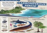 358.9-298.9 million years ago SEAS AND SWAMPS Midwestern rocks dating to the Carboniferous period include marine limestone formed in the ocean and shale formed in ancient wetlands. In the early Carboniferous, large rainforests extended througout North America and Europe THE MIDWEST DURING THE CARBONIFEROUS PERIOD rainforest beach shallow seas CARBONIFEROUS ROCKS found in the Midwest SHALE formed from compressed mud (BELOW) Carboniferous animals included tetrapods, holocephali, sharks, crinoids, ray-finned fishes and trilobites. Many of today's marine niches were filled. sea floor (BELOW) Carboniferous plants, Cordaites (1) and Noeggerathia (2) LIMESTONE Fadenia Delocrinus formed from calcium carbonate SANDSTONE formed from compressed sand Ditomopyge Actiobates Acroplous Listracanthus 2