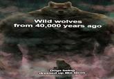 Wild wolves from 40,000 years ago Dogs being dressed up like tacos