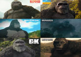 KONG GODZILLA SKULL ISLAND KONG SKULL ISLAND MONARCH LEGACY OF MONSTERS C.K THE NEW EMPIRE MONARCH LEGACY OF MONSTERS