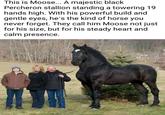 This is Moose... A majestic black Percheron stallion standing a towering 19 hands high. With his powerful build and gentle eyes, he's the kind of horse you never forget. They call him Moose not just for his size, but for his steady heart and calm presence.