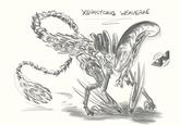 XENONYCHUS WEAVERAE