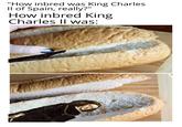 "How inbred was King Charles Il of Spain, really?" How inbred King Charles II was: ChaoslsBliss.com