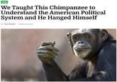 An article by The Hard Times satire website. It is titled, "We Taught This Chimpanzee to Understand the American Political System and He Hanged Himself."