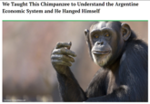 We Taught This Chimpanzee to Understand the Argentine Economic System and He Hanged Himself Full story: thehardtimes.net