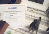 PETSMART Certificate of Achievement This certifies that Hank has successfully completed all requirements necessary to complete Beginner Education onsored By the PetSmart Pet Training Program 11/6/12 Date