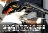 A CALICO CAT NAMED YONTAMA IS APPOINTED THE STATIONMASTER OF JAPAN'S KISHI STATION