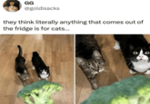 GG @goldisacks they think literally anything that comes out of the fridge is for cats...