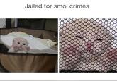 Jailed for smol crimes.