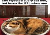 She rejected every cat bed, but loves the $2 turkey pan