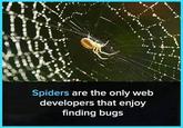 Spiders are the only web developers that enjoy finding bugs
