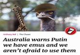 Anthony Bell | The Chaser Australia warns Putin we have emus and we aren't afraid to use them