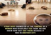STRAY DOGS SHOWED UP AT THE FUNERAL OF A WOMAN WHO REGULARLY FED THEM. NO ONE KNEW HOW THEY GOT THERE BECAUSE IT WAS IN ANOTHER CITY.