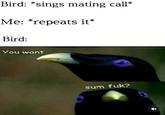 Bird: *sings mating call* Me: *repeats it* Bird: You want sum f--?