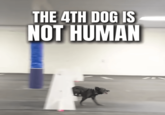 THE 4TH DOG IS NOT HUMAN
