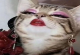 A cat in makeup looking down on someone. It is used in the "I prefer my ice crushed" memes.