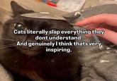 Cats literally slap everything they dont understand. And genuinely I think thats very inspiring.