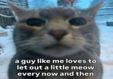 a guy like me loves to let out a little meow every now and then