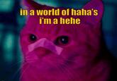 in a world of haha's i'm a hehe