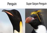 imgflip.com Penguin Super Saiyan Penguin