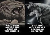 BRO, LION MAYBE THE KING OF THE JUNGLE, BUT THE WOLF NEVER PERFORMS IN CIRCUS.